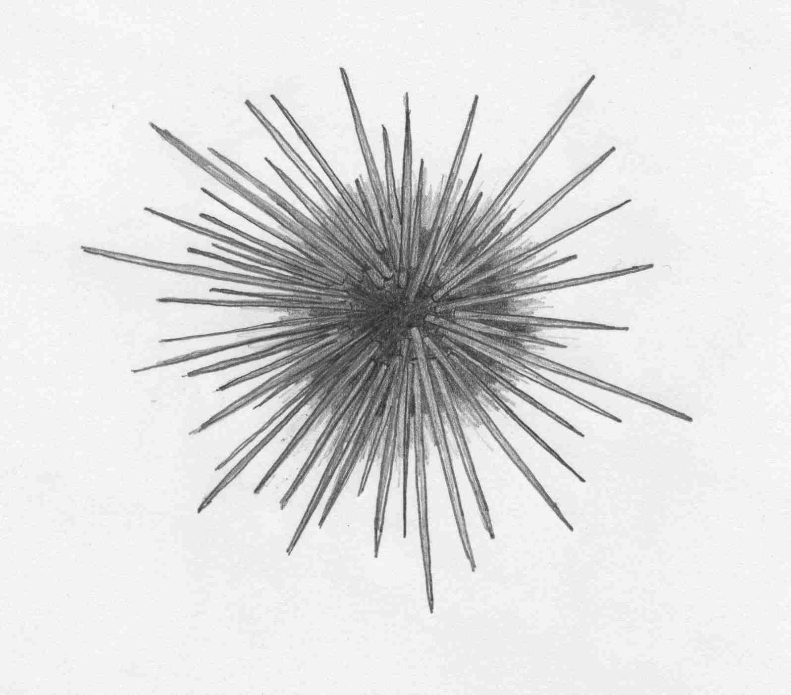 [Urchin]